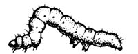 BUGS20.PCX