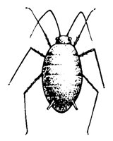 BUGS16.PCX