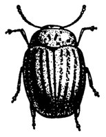BUGS15.PCX