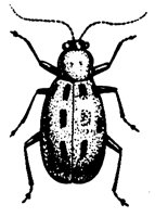 BUGS10.PCX