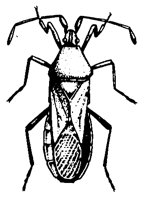 BUGS09.PCX