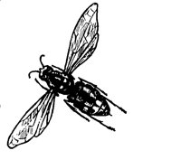 BUGS04.PCX