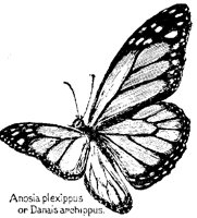 BFLY48.PCX