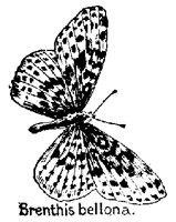 BFLY46.PCX
