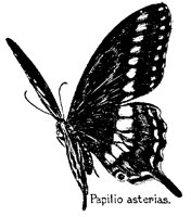 BFLY42.PCX
