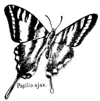 BFLY20.PCX