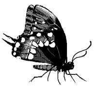 BFLY01.PCX