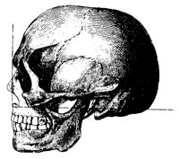 SKULL_L.PCX
