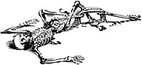 SKELETON.PCX