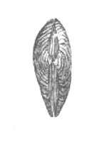FOSSIL10.PCX