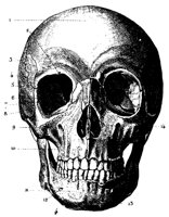 FORSKULL.PCX