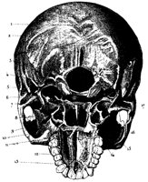 B_SKULL.PCX