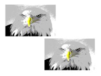 BIRD97.PCX