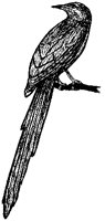 BIRD94.PCX