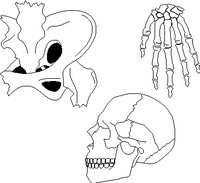 BONES.WMF