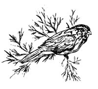 BIRD41.PCX