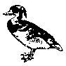 BIRD23.PCX