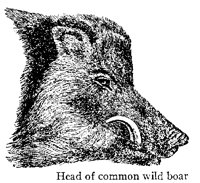 WILDBOAR.PCX