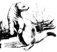 WEASEL01.PCX