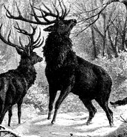 STAGS.PCX