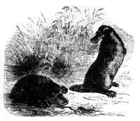 PLATYPUS.PCX