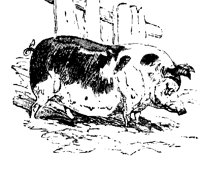PIG1.PCX