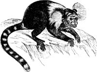 MARMOSET.PCX