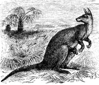KANGAROO.PCX