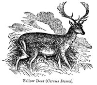 DEER2.PCX