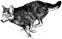 COYOTE2.PCX