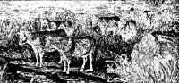 COWS.PCX