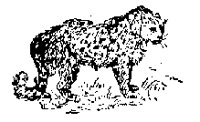 CHEETAH.PCX
