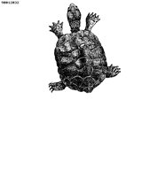 TURTLE3.PCX