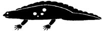NEWT.PCX
