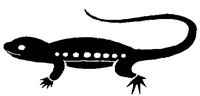 LIZARD2.PCX