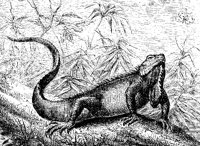 IGUANA.PCX