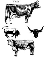 CATTLE.PCX