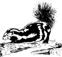 SKUNK02.PCX