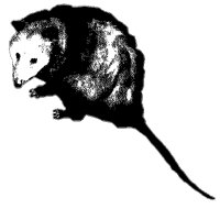 POSSUM.PCX