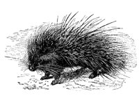 PORCUPI2.PCX