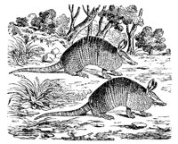 ARMADILO.PCX