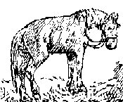 HORSE4.PCX