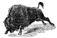 BUFFALO4.PCX