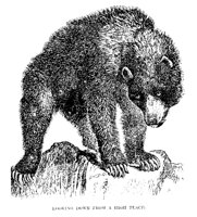 BEAR.PCX