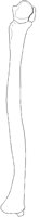 ULNA1RML.PCX