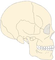 SKULL2LF.PCX