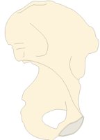 PLVS6LMF.PCX