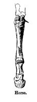 HORSELEG.PCX