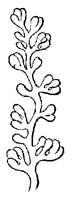 GLAND8.PCX