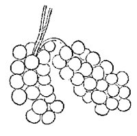 GLAND7.PCX